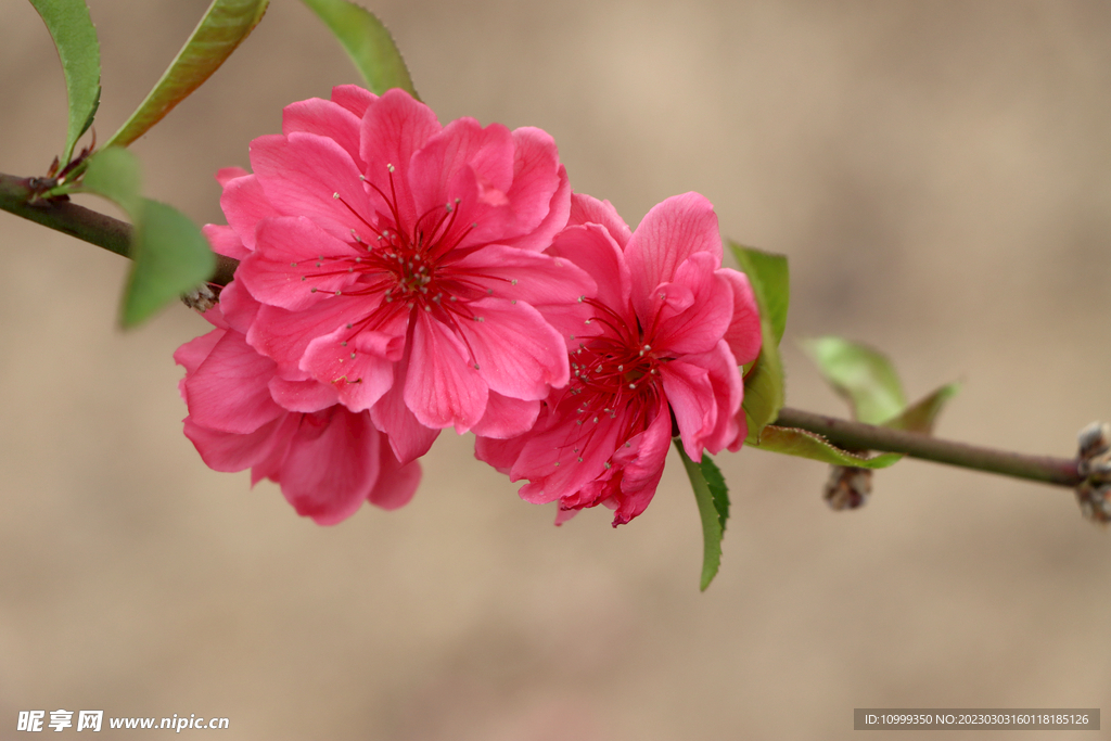 桃花