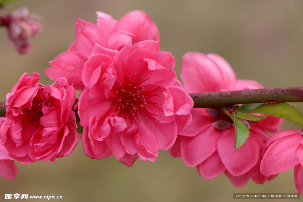 桃花