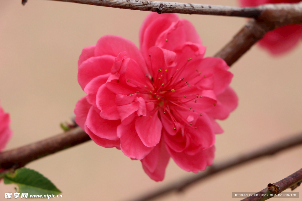 桃花