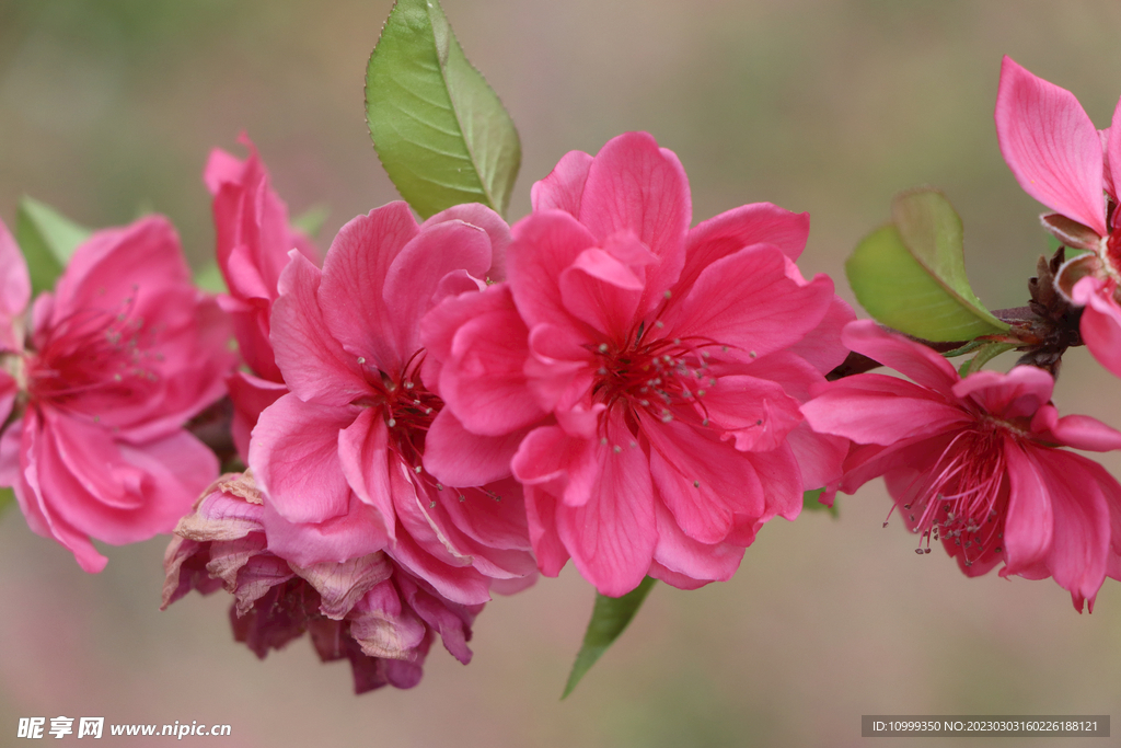 桃花