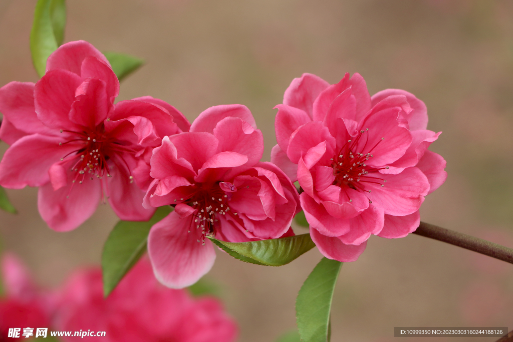 桃花