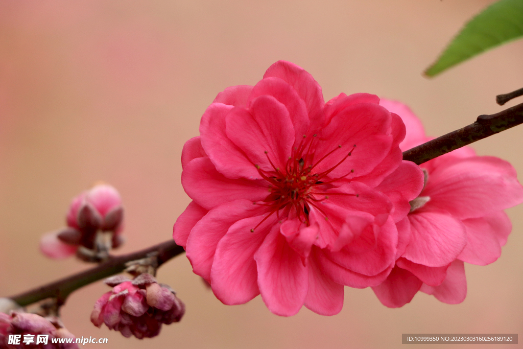 桃花