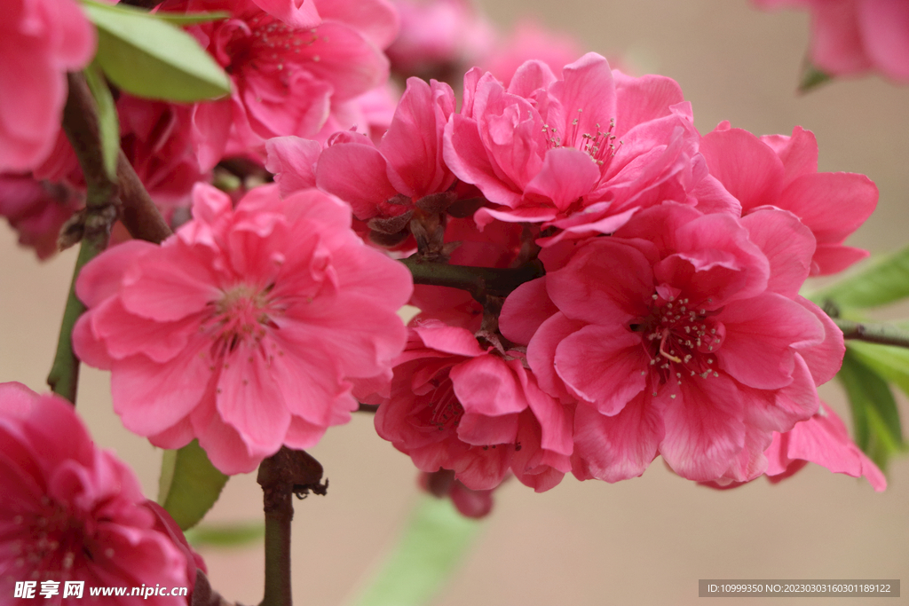 桃花