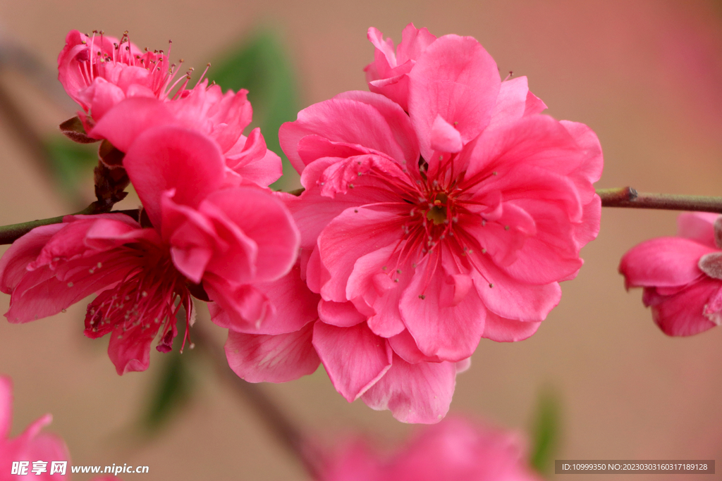 桃花