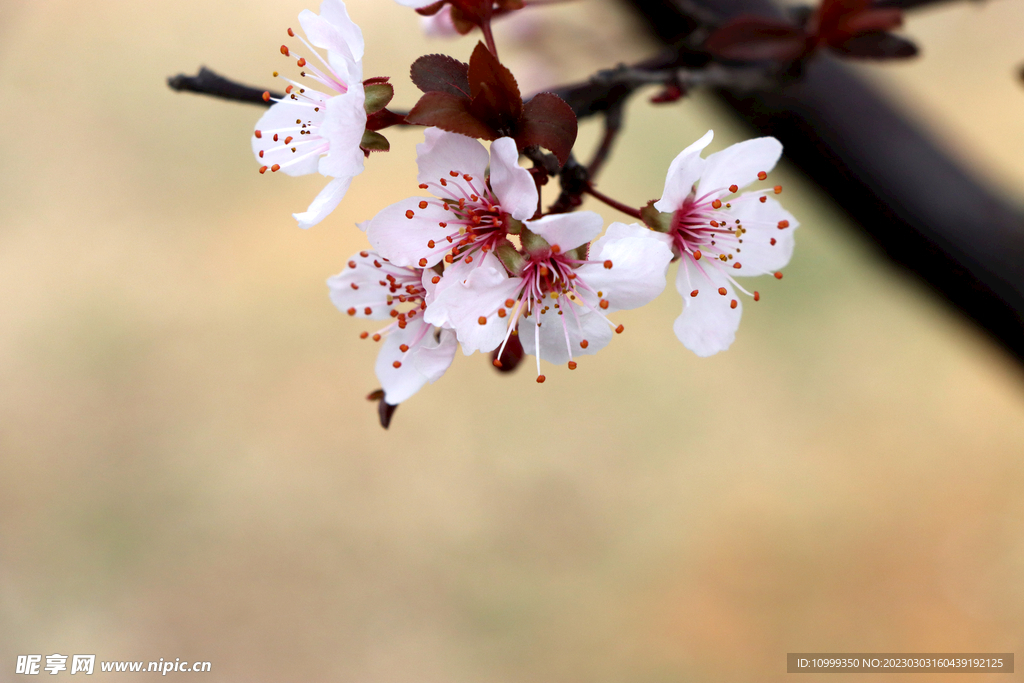 梅花