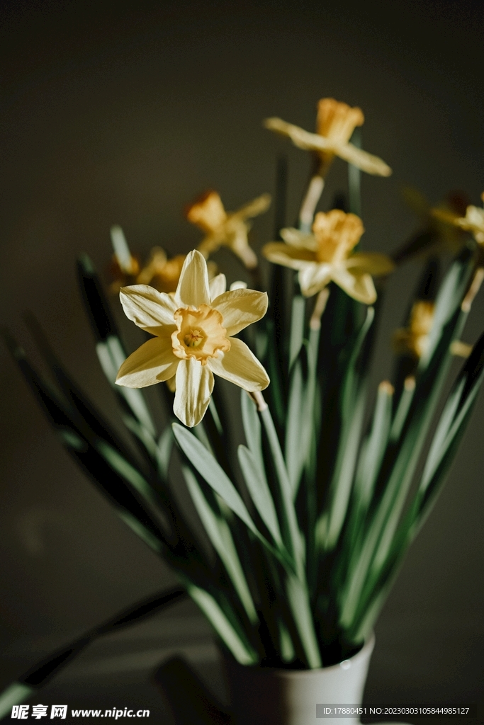 顶冰花