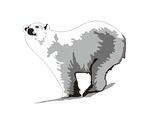 手绘矢量 北极熊