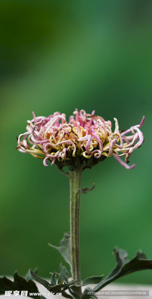 菊花