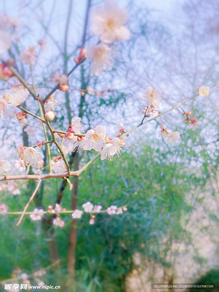 桃花