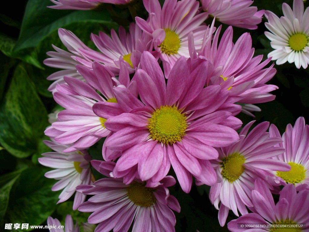 菊花