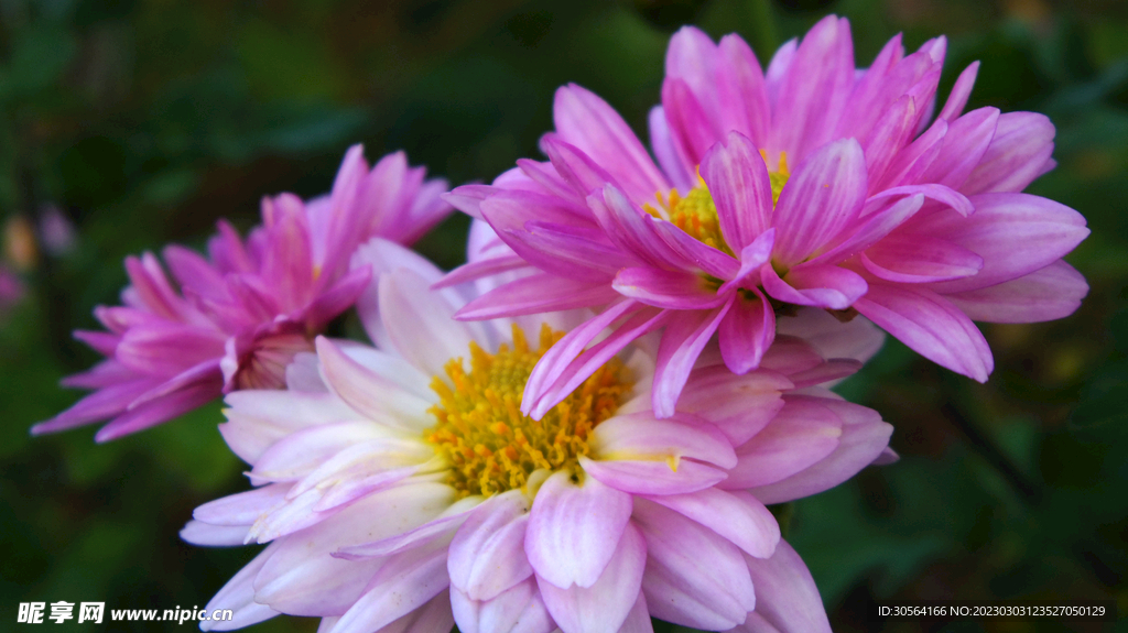 菊花