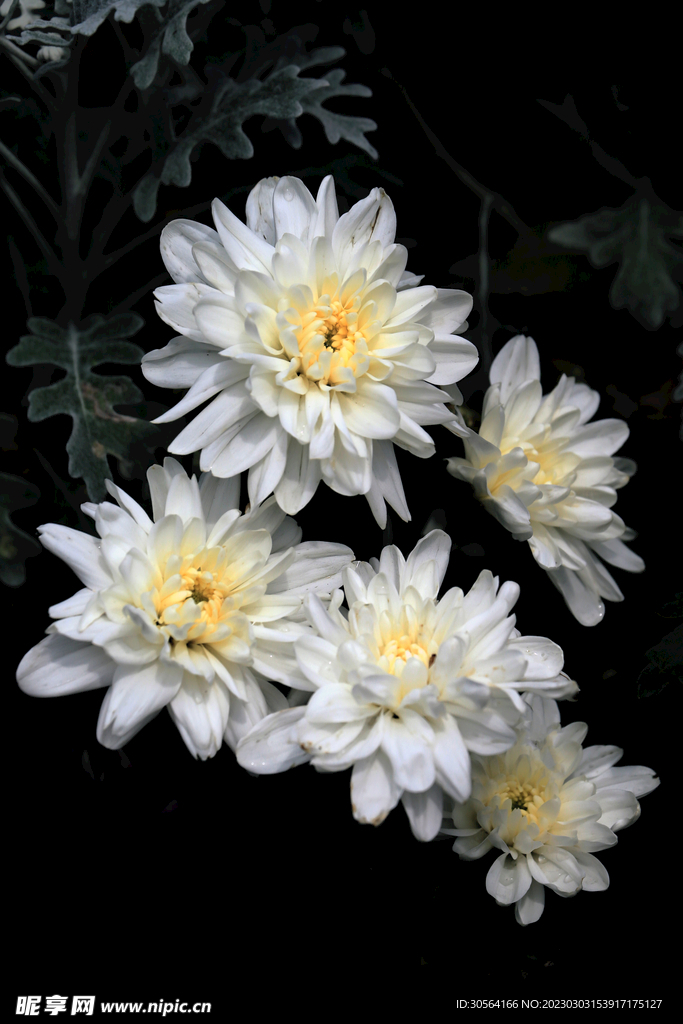 白色菊花
