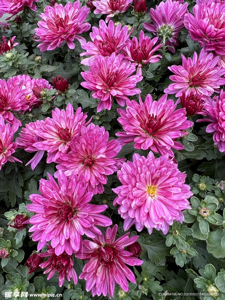 菊花