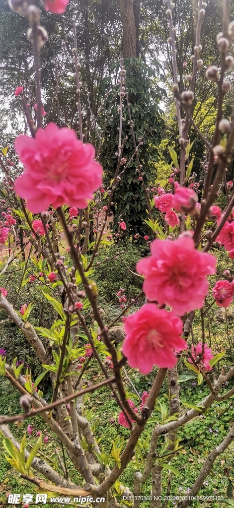桃花