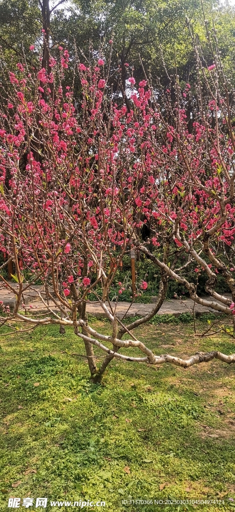 桃花树 