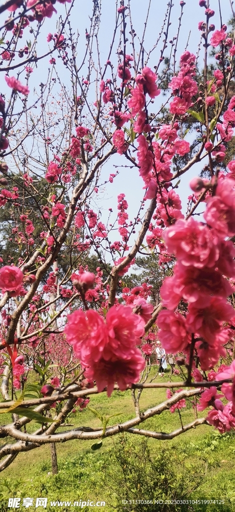 桃花 树 粉色 