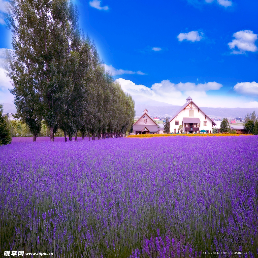 三千亩紫色花海 托起乡村振兴梦——恒信·薰衣草特色小镇项目专访-半岛网