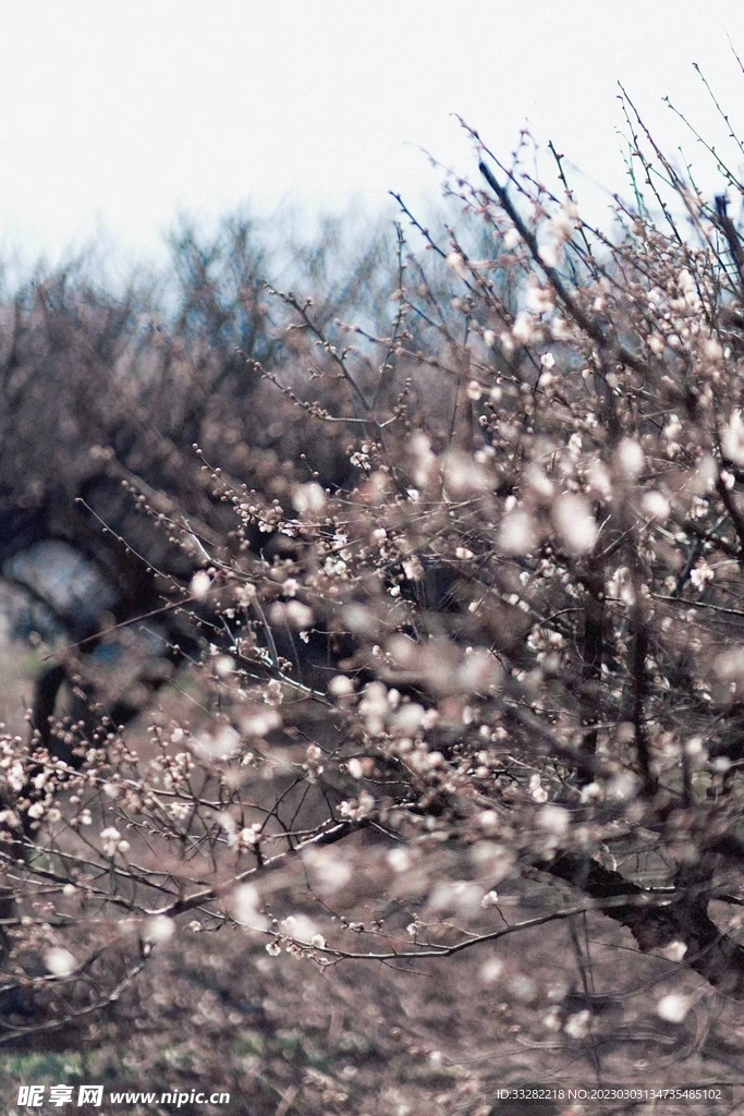 梅花