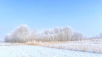 冬季雪景
