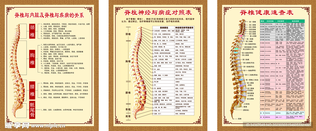 脊柱脊椎
