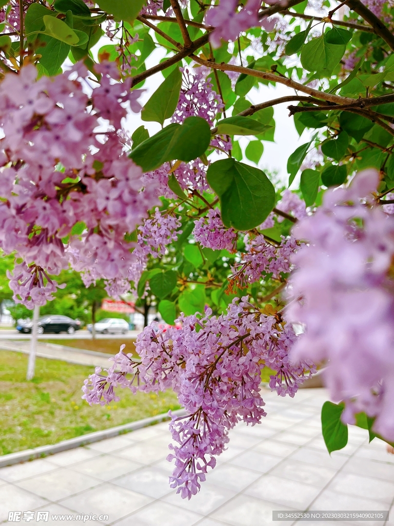 盛开的丁香花