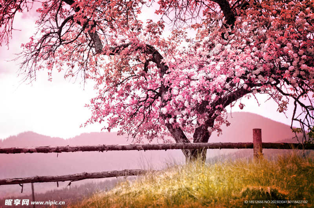 风景 樱花
