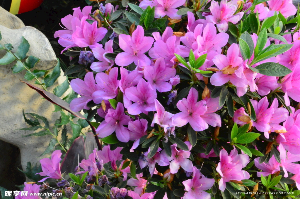 杜鹃花  