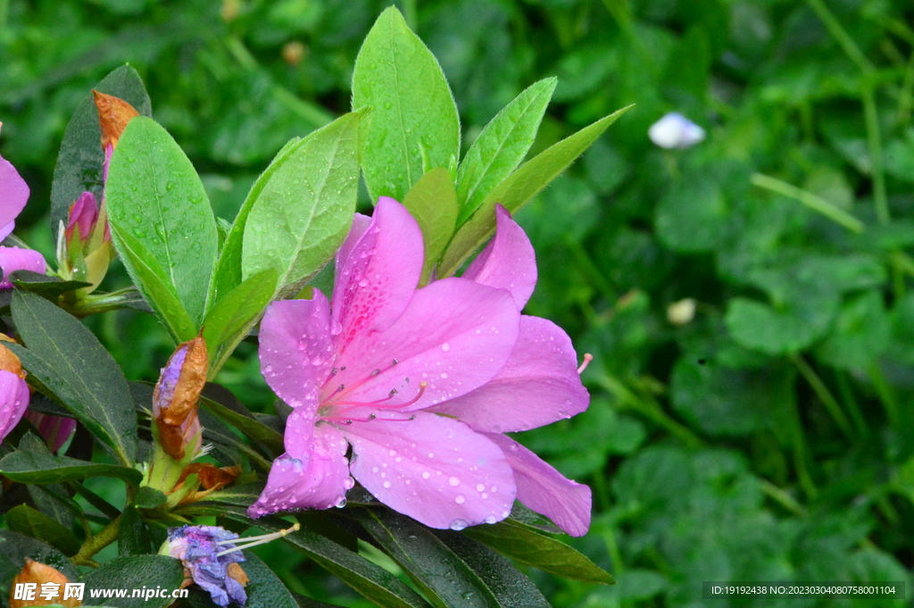 杜鹃花