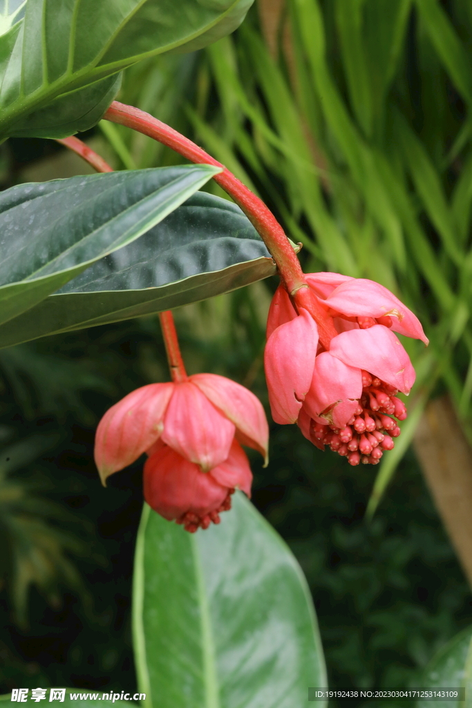  宝莲灯花  