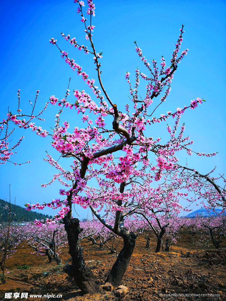 春天桃花风景