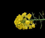 油菜花