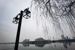 湖面柳树