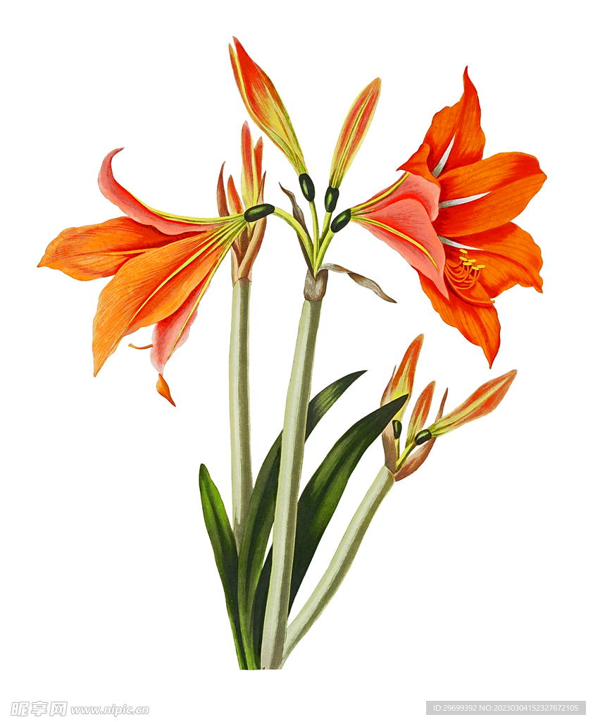 水彩花卉