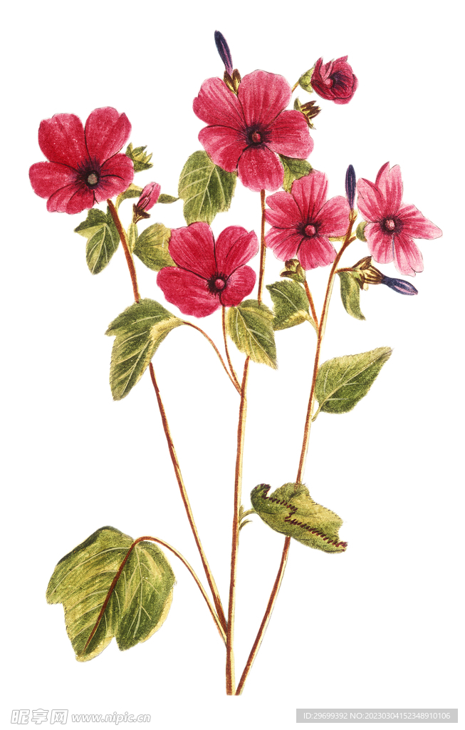 水彩花