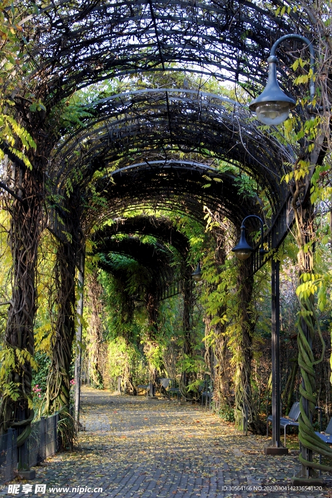 公园植物拱门