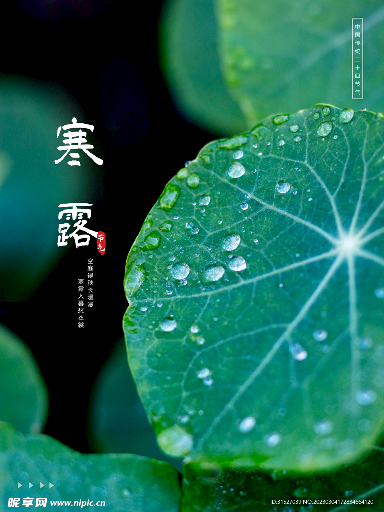 寒露节气海报