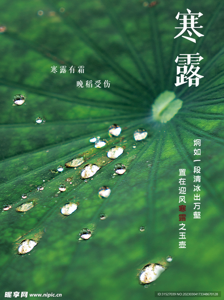绿色寒露节气海报