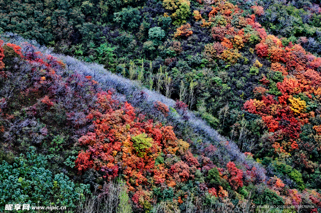 满山红叶