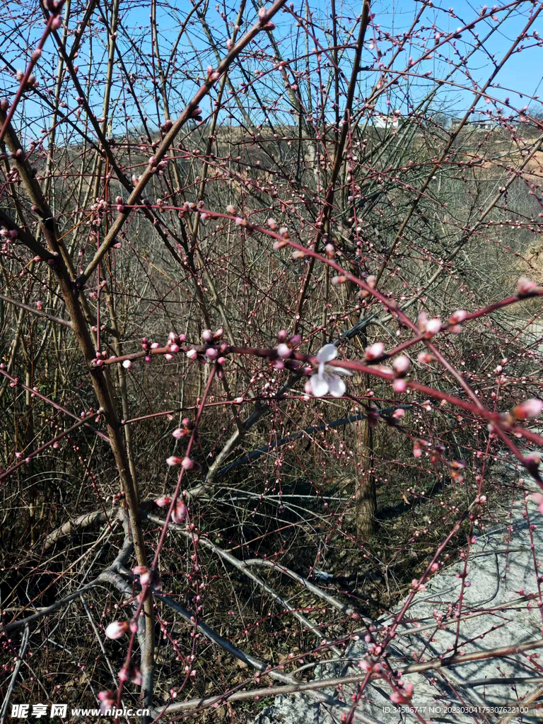 桃花枝