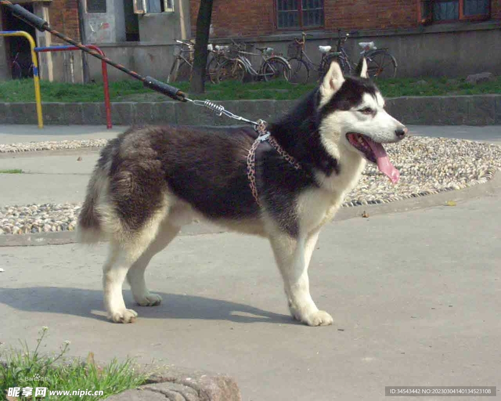狗
