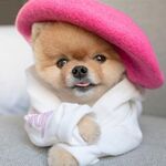 狗