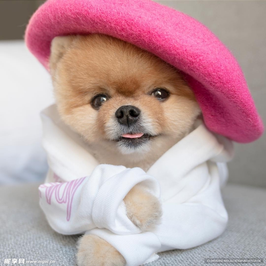 狗