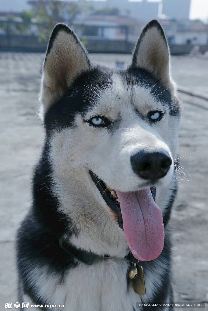 狗