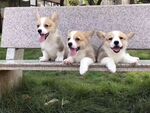 狗