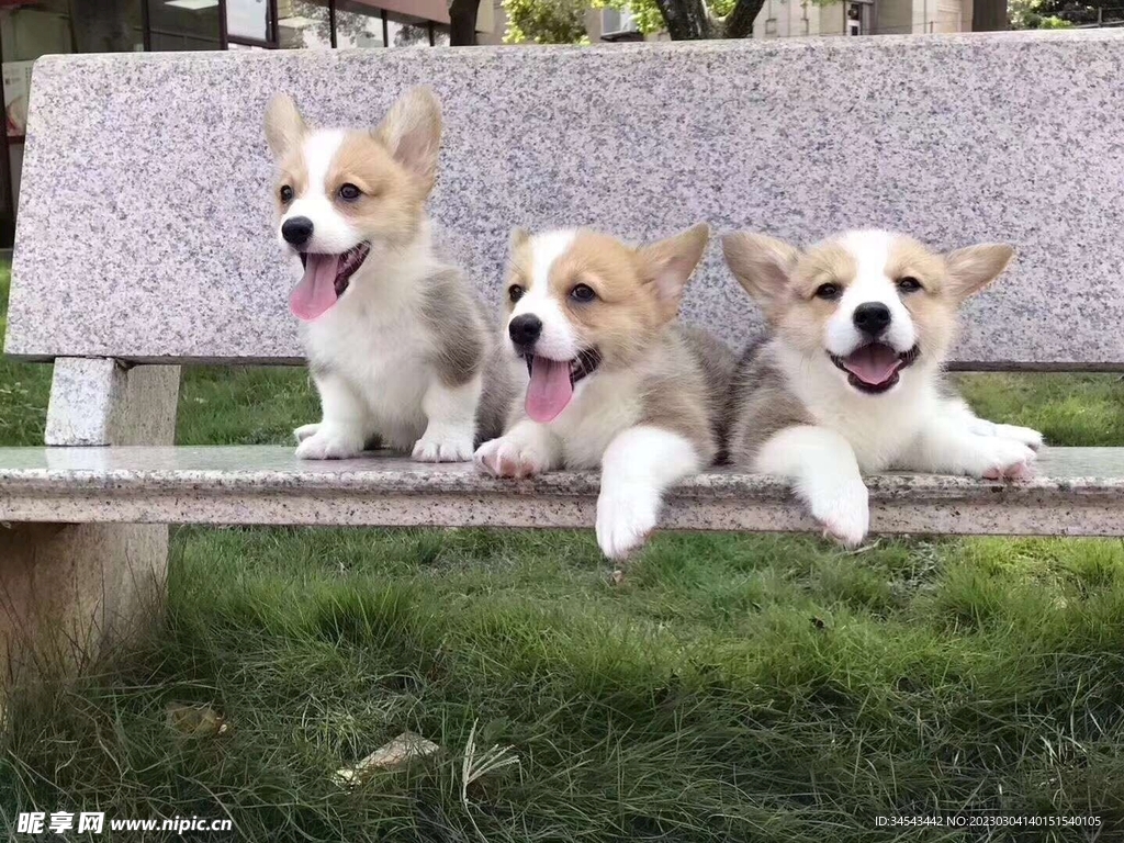 狗
