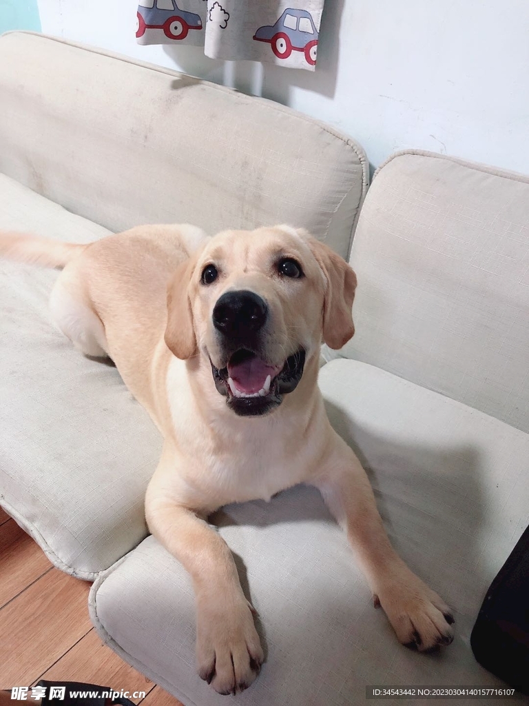 狗