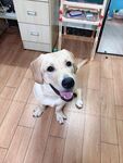 狗