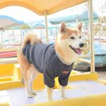 狗