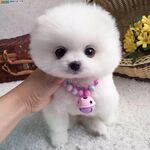 狗