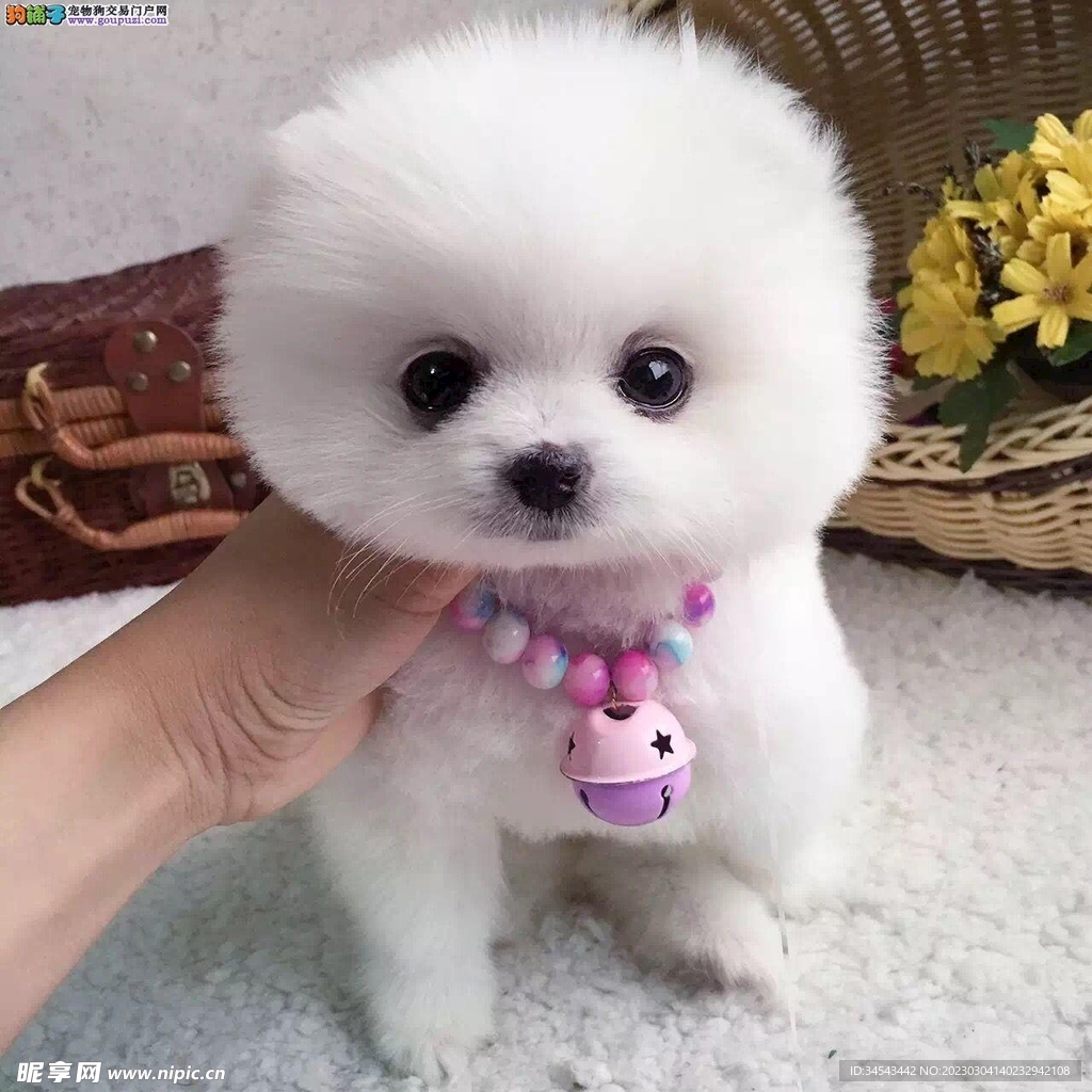 狗